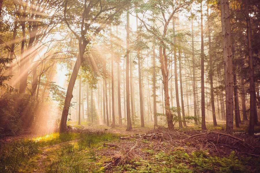 中国电竞战队夺得世界总决赛冠军