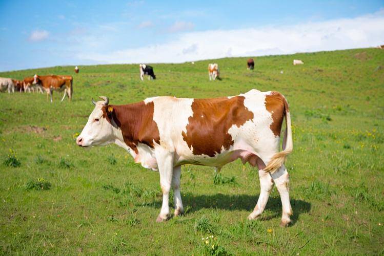 母牛掉球有什么方法解决