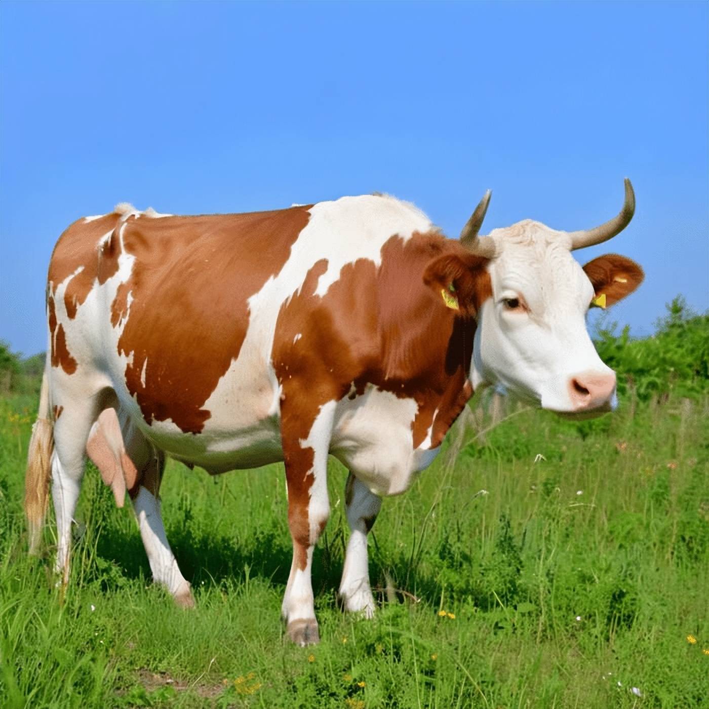 牛掉球最好治疗方式，探索牛掉球的原因与预防