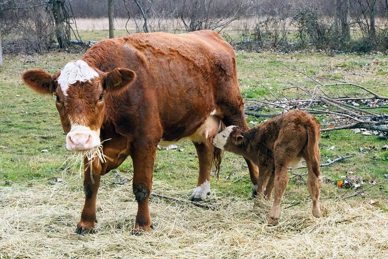 牛掉球最好治疗方式，探索牛掉球的原因与预防